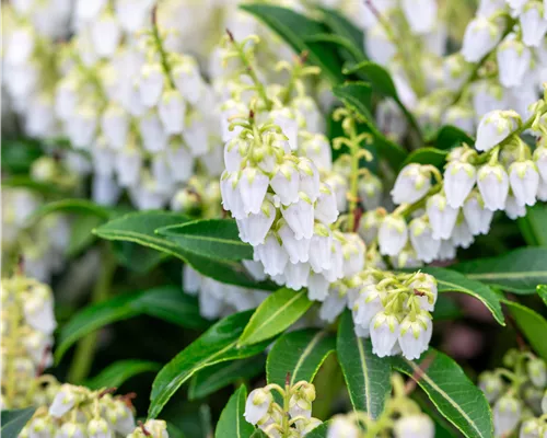 Pieris japonica 'Purity'