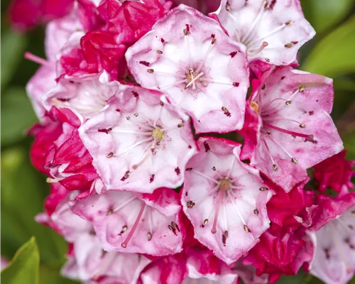 Kalmia latifolia 'Ostbo Red' Kalmia latifolia 'Ostbo Red'
