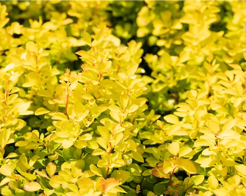 Berberis thunbergii 'Maria' Berberis thunbergii 'Maria'